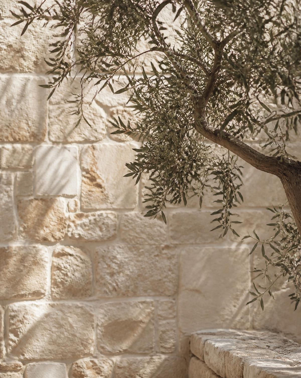 Olive branches against a sunlit Mediterranean stone wall